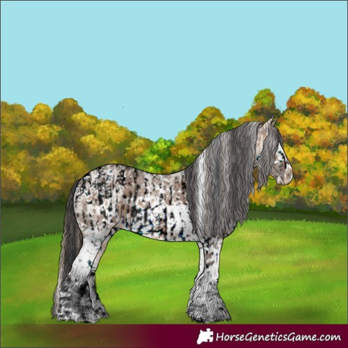 Horse Color:White Spotted Bay Dun Sabino Blanket  and White Spotted Brown Ice Dun Sabino 