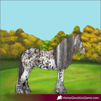 Horse Color:White Spotted Bay Dun Sabino Blanket  and White Spotted Brown Ice Dun Sabino 