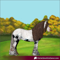 Horse Color:Liver Red Ice Roan Sabino Splash 