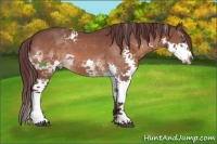 Horse Color:White Spotted Chocolate Brown Sabino Splash