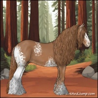Horse Color:White Spotted Chestnut 