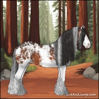 Horse Color:White Spotted Bay Splash 