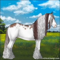 Horse Color:White Spotted Chocolate Bay Dun Splash