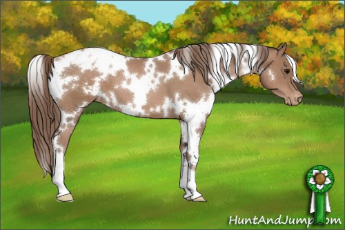 Horse Color:White Spotted Black Pearl Appaloosa 