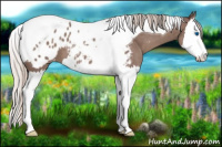 Horse Color:Chocolate Silver Black Sabino Splash Tobiano Appaloosa 