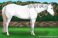 Horse Color:White Spotted Red Onyx Appaloosa 