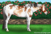 Horse Color:White Spotted Bay Onyx Tobiano 