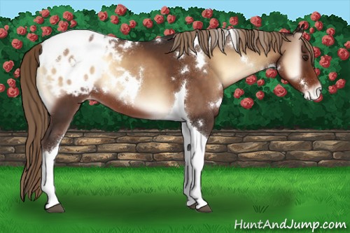 Horse Color:White Spotted Liver Red Onyx Tobiano Appaloosa