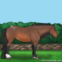 Horse Color:Bay Roan Tobiano 
