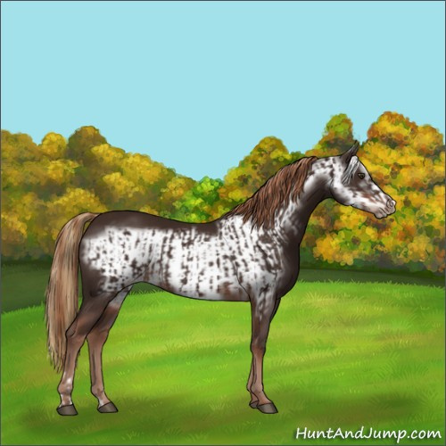 Horse Color:Liver Chestnut  and Liver Chestnut Frame 