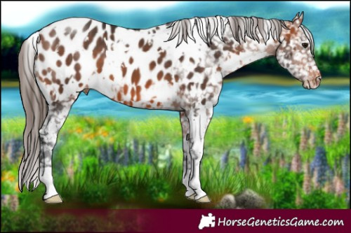 Horse Color:White Spotted Bay Appaloosa 