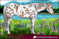 Horse Color:White Spotted Bay Appaloosa 