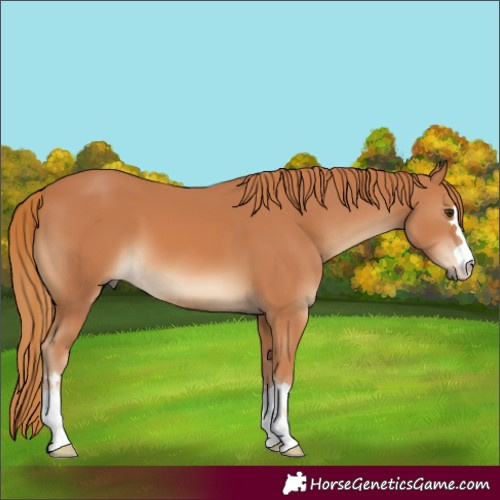 Horse Color:Chestnut 