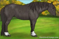 Horse Color:Smoky Black  and Smoky Black 
