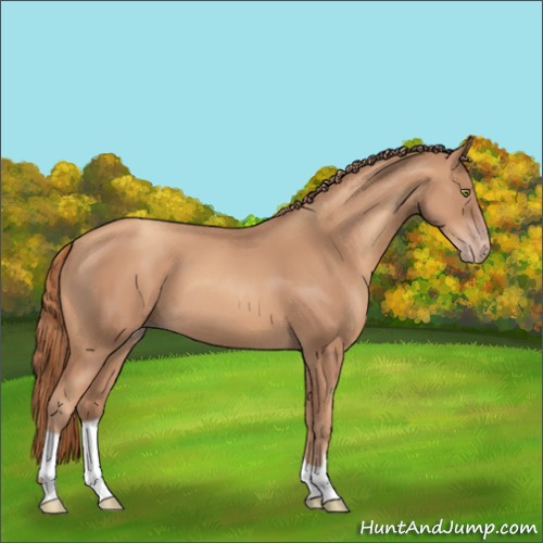 Horse Color:Gold Champagne