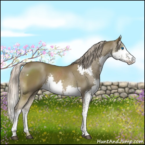 Horse Color:White Spotted Chocolate Palomino Splash