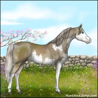 Horse Color:White Spotted Chocolate Palomino Splash 