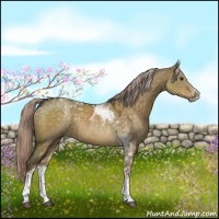 Horse Color:Chocolate Palomino Dun Sabino Tobiano