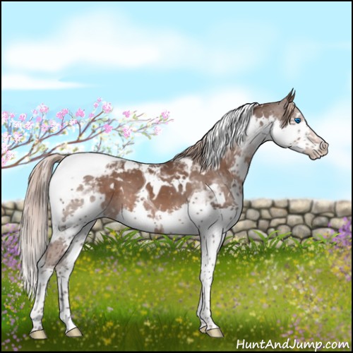 Horse Color:White Spotted Liver Chestnut Splash Tobiano