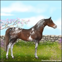 Horse Color:Liver Chestnut Tobiano 