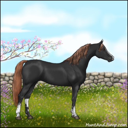 Horse Color:White Spotted Liver Chestnut Sabino 