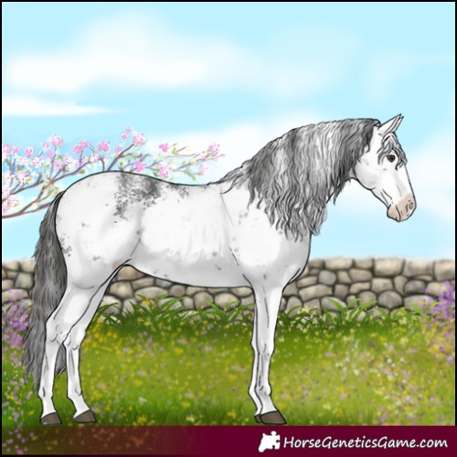 Horse Color:White Spotted Liver Chestnut Sabino 
