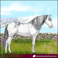 Horse Color:White Spotted Liver Chestnut Sabino 