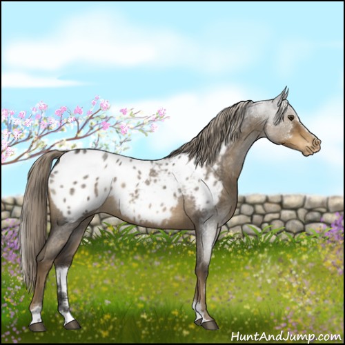Horse Color:Chocolate Palomino Roan Sabino Appaloosa 