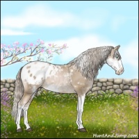 Horse Color:Chocolate Palomino Pearl Sabino Appaloosa 