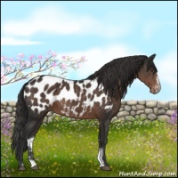 Horse Color:Liver Chestnut Sabino Appaloosa 