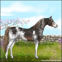 Horse Color:White Spotted Liver Chestnut Tobiano Varnish 
