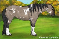 Horse Color:White Spotted Brown Dun Tobiano