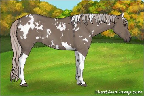 Horse Color:White Spotted Silver Grullo Tobiano 