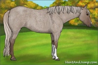 Horse Color:Silver Grullo Roan 