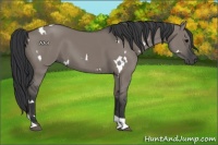 Horse Color:White Spotted Grullo Tobiano