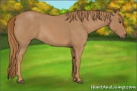 Horse Color:Red Roan Rabicano