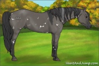 Horse Color:White Spotted Grullo Sabino 