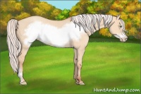 Horse Color:Silver Amber Champagne Dun Frame 