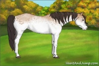 Horse Color:White Spotted Bay Dun