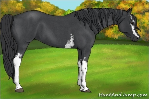 Horse Color:White Spotted Blue Roan 