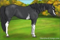 Horse Color:White Spotted Blue Roan 