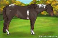Horse Color:Liver Chestnut Tobiano Rabicano 