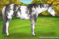 Horse Color:White Spotted Smoky Black