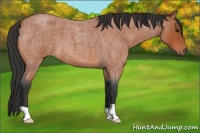 Horse Color:Bay Roan