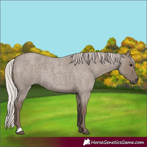 Horse Color:Silver Grullo Roan 
