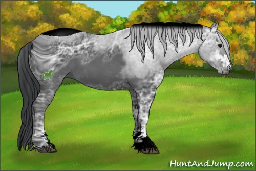Horse Color:ERROR: UNKNOWN ANOMALY