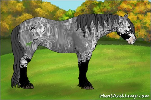 Horse Color:ERROR: UNKNOWN ANOMALY