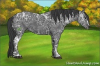 Horse Color:Black Ice Sabino