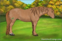 Horse Color:Chestnut Sabino Varnish 