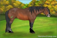 Horse Color:Bay Sabino Splash 